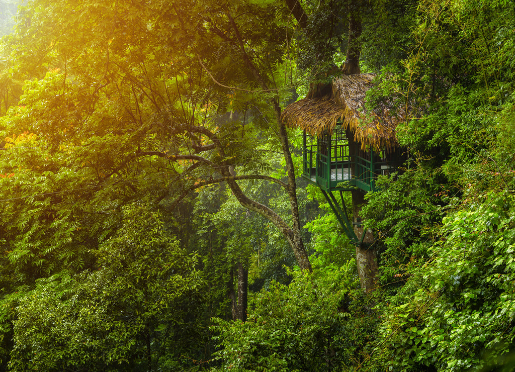 Treehouse for nature retreat amidst abundant trees in Laos