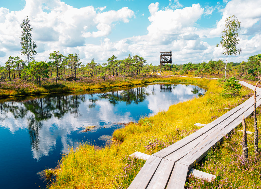 Kemeri National Park Bog trail in Latvia
