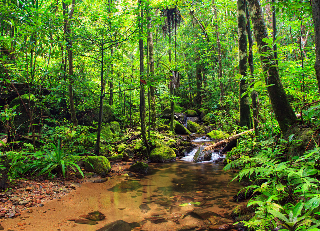 Beautiful view of a stream in the rainforest jungle of the Masoala National Park in Madagascar, a UNESCO world heritage site