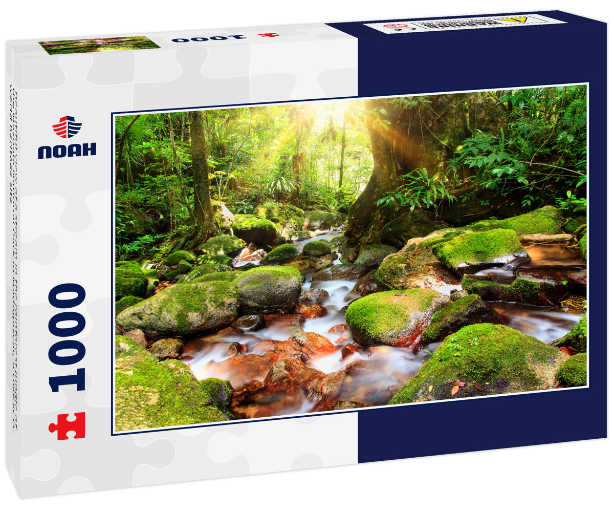 Beautiful view of a stream in the rainforest jungle of the Masoala National Park in Madagascar, a UNESCO world heritage site