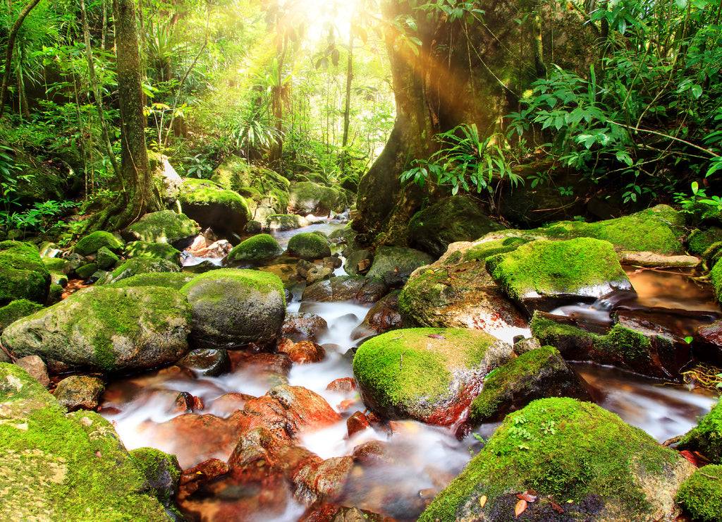 Beautiful view of a stream in the rainforest jungle of the Masoala National Park in Madagascar, a UNESCO world heritage site