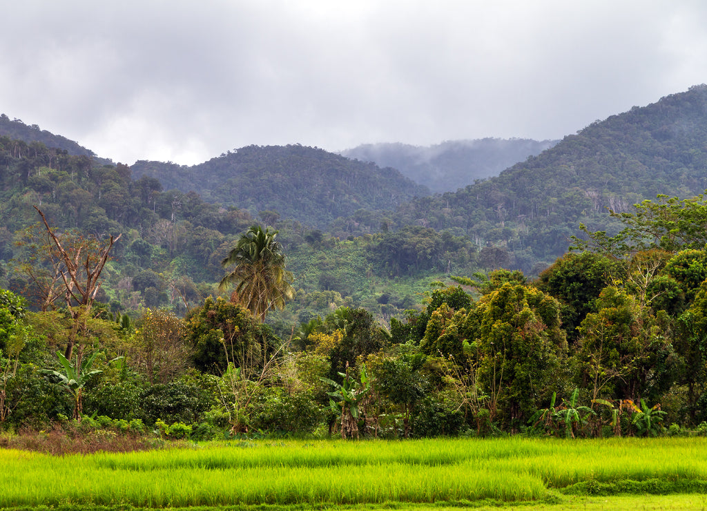 Beautiful landscape of Masoala National Park, primary forest, in Madagascar