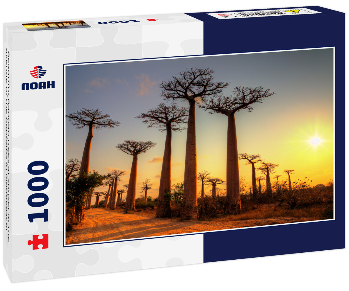 Beautiful Baobab trees at sunset at the avenue of the baobabs in Madagascar