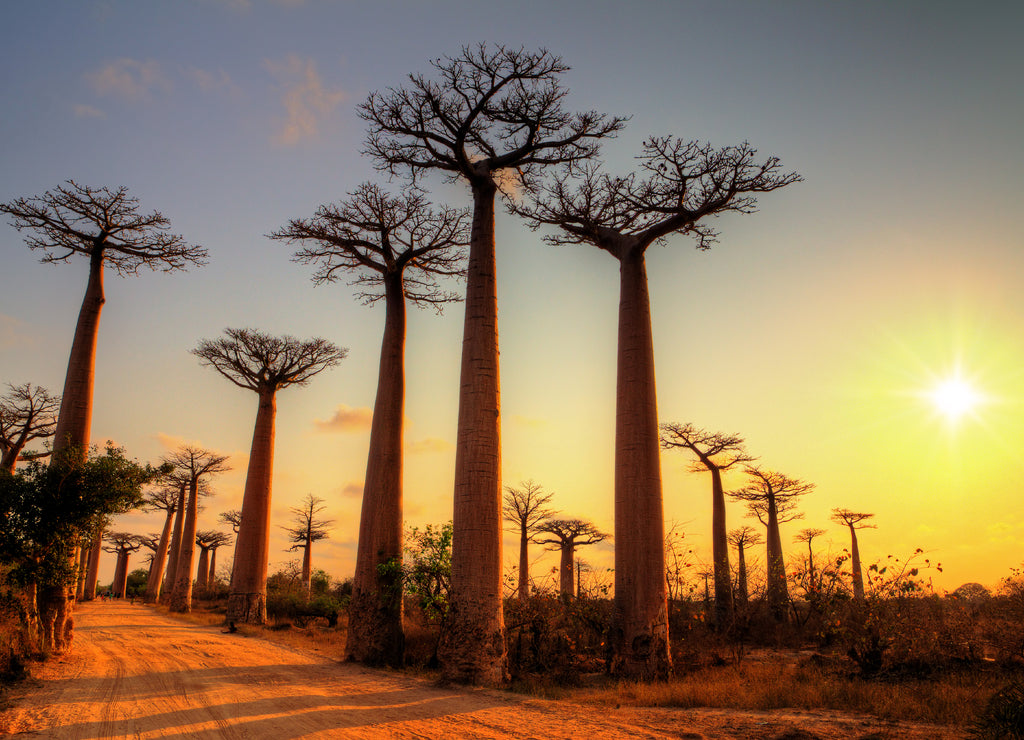 Beautiful Baobab trees at sunset at the avenue of the baobabs in Madagascar