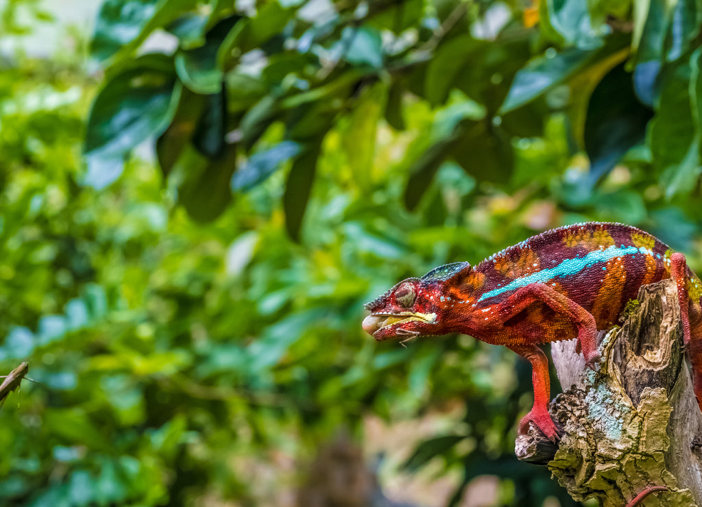 Chameleon protrudes its long sticky tongue to trap a cricket in the primeval forests of the Andasibe National Park, Eastern Madagascar