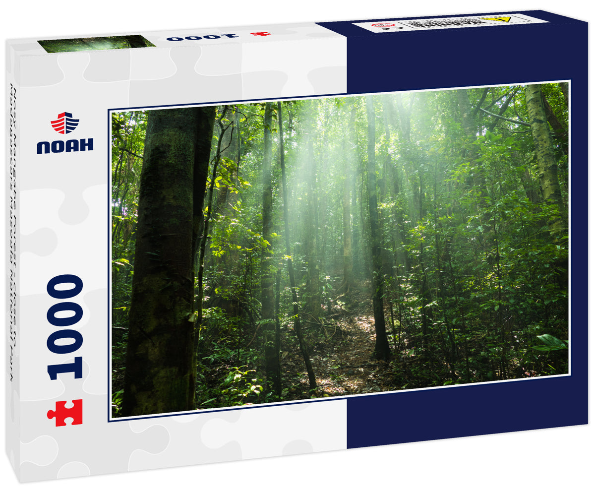 Nosy Mangabe Forest - close to Madagascars Masoala National Park