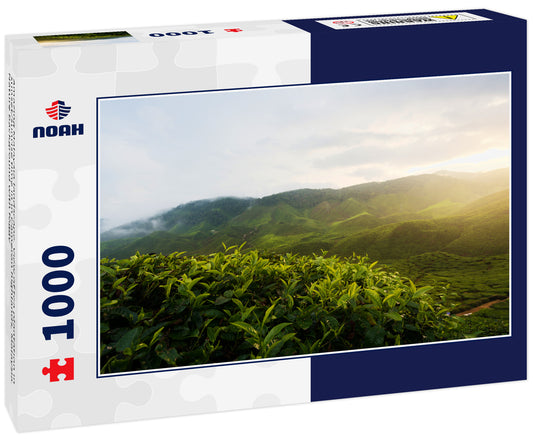 Amazing Malaysia landscape. View of tea plantation in sunset/sunrise time in in Cameron highlands, Malaysia. Nature background with foggy