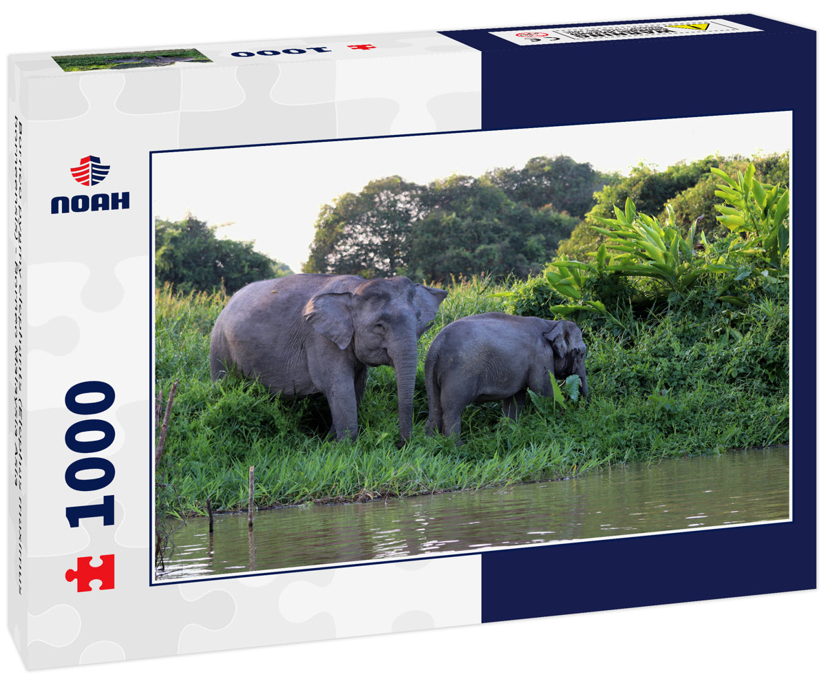 Borneo pygmy elephants (Elephas maximus borneensis) - Borneo Malaysia Asia