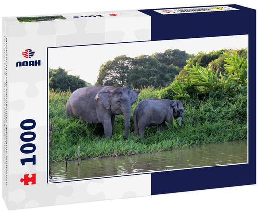 Borneo pygmy elephants (Elephas maximus borneensis) - Borneo Malaysia Asia