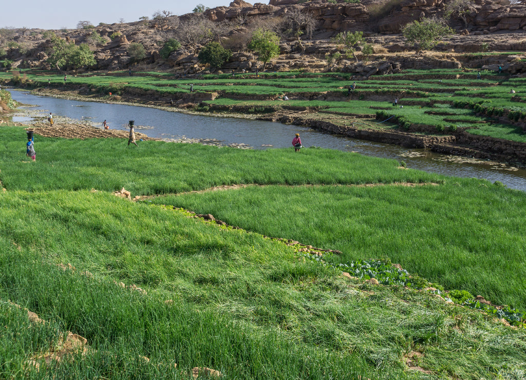 Dogon agriculture, Pays Dogon, Mali