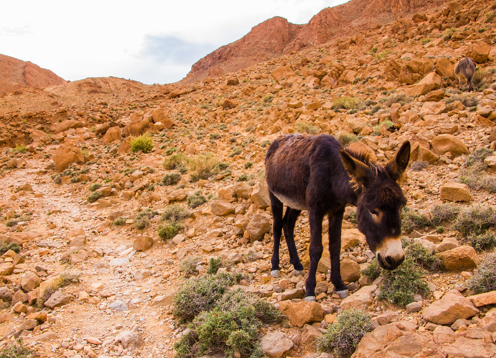 Atlas Mountains Donkey, Tinghir, Morocco in Afrika