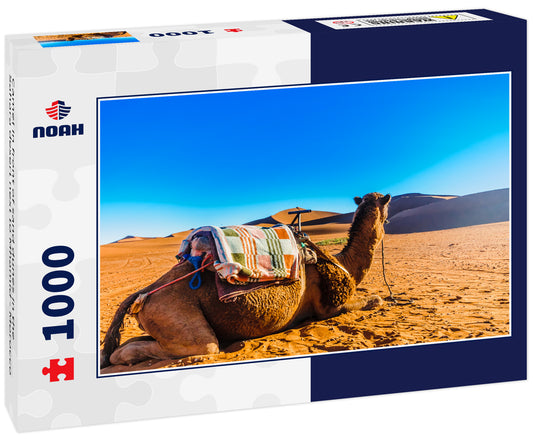 Camel in front of sand dunes in the Sahara desert next to Mhamid - Morocco