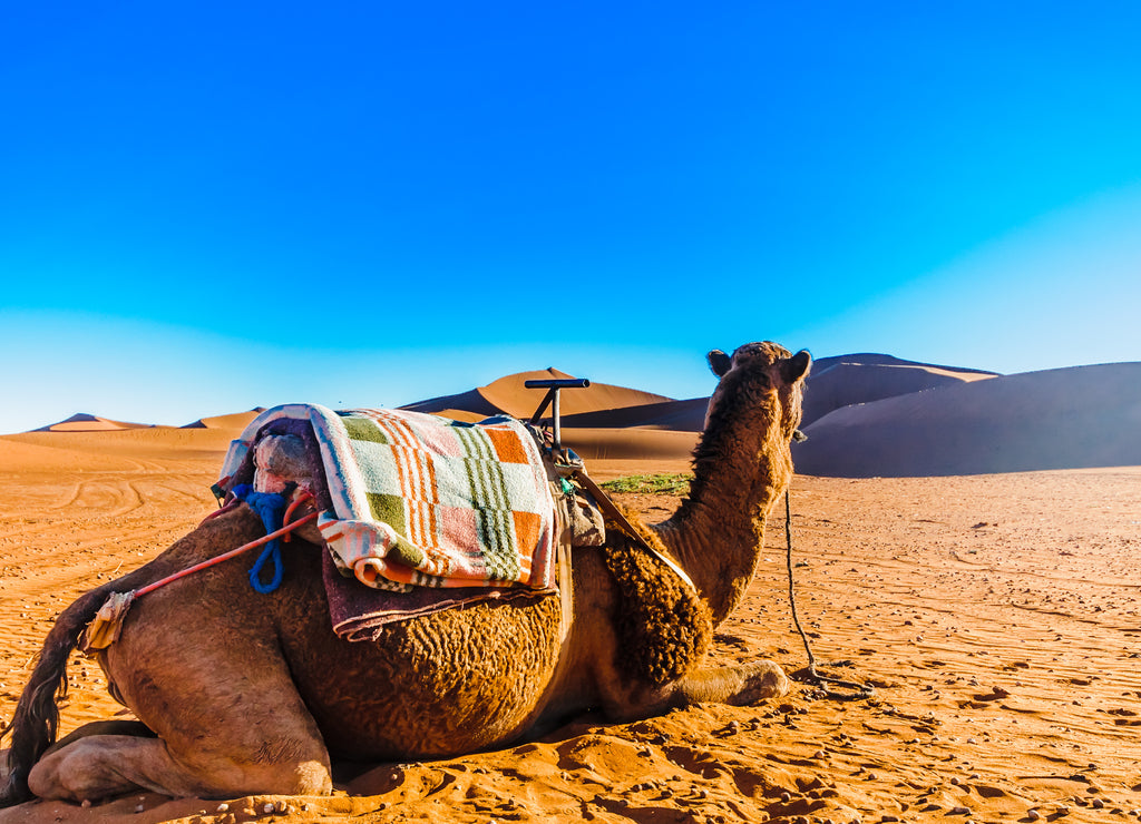 Camel in front of sand dunes in the Sahara desert next to Mhamid - Morocco