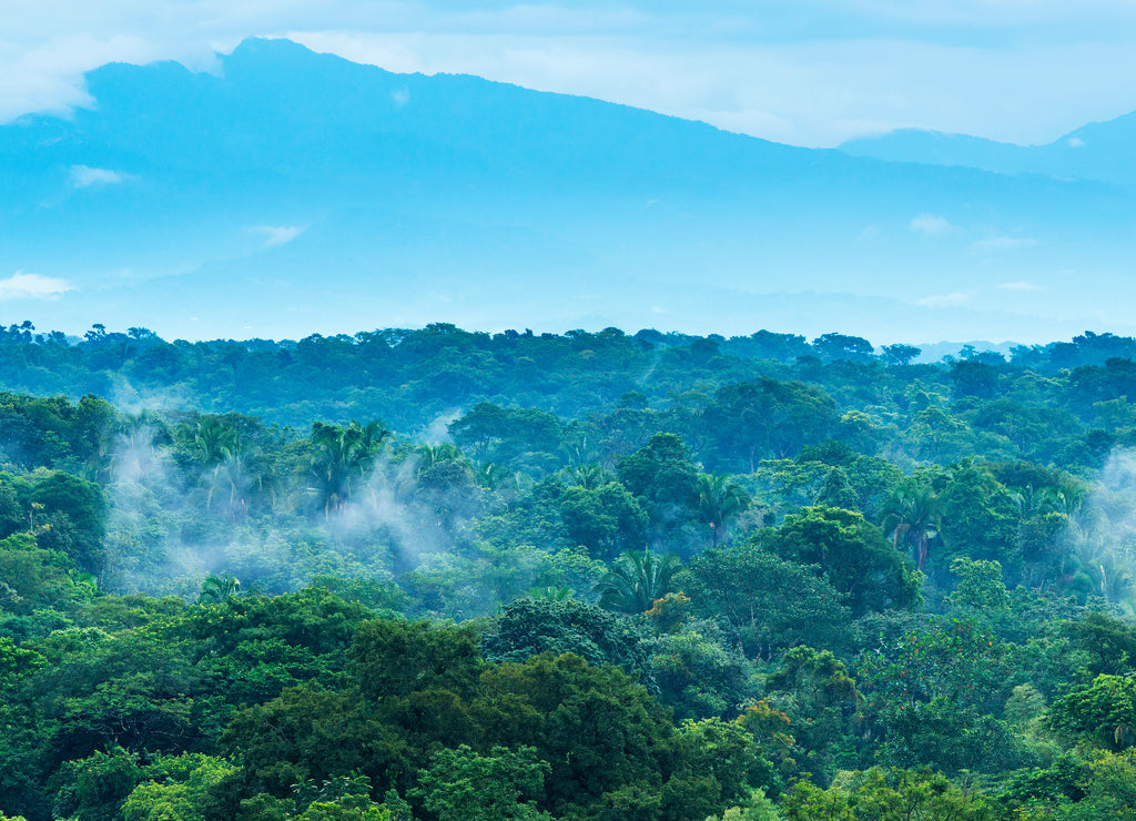 Mexico Jungle Landscape