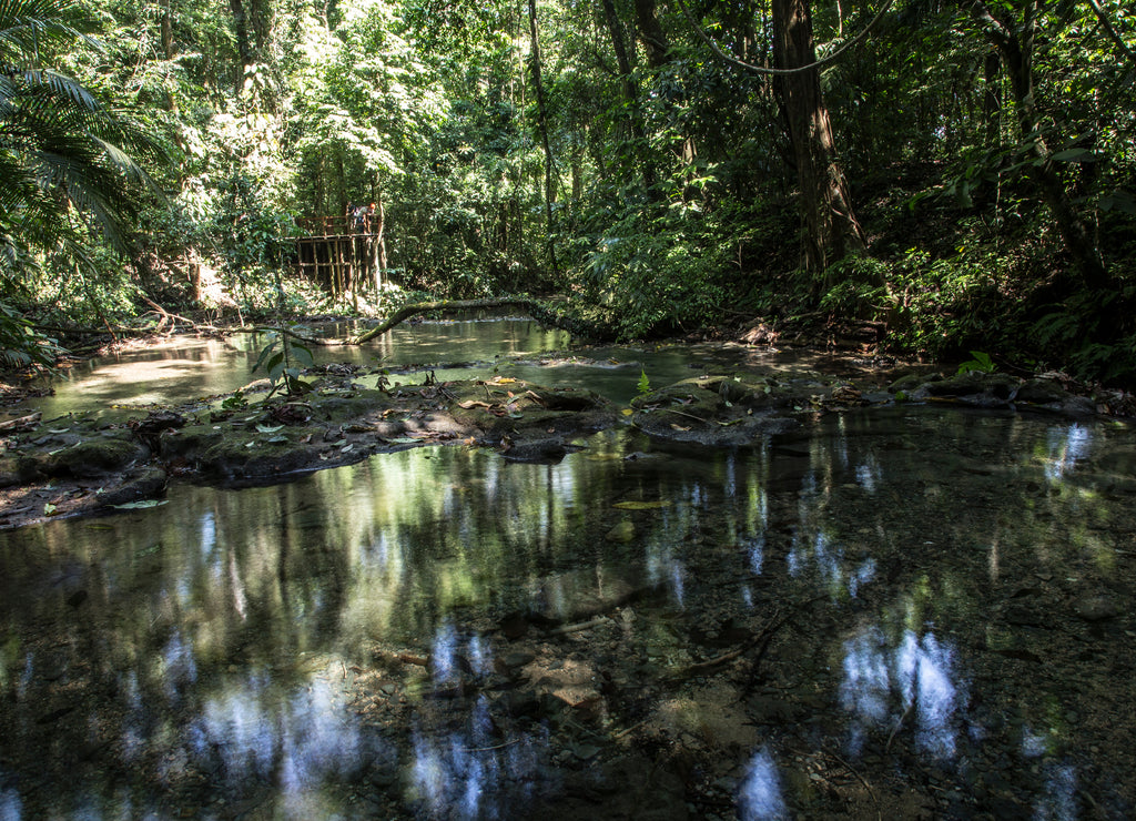 Jungle and water surrounding the temples of Palenque. Yucatan, Mexico