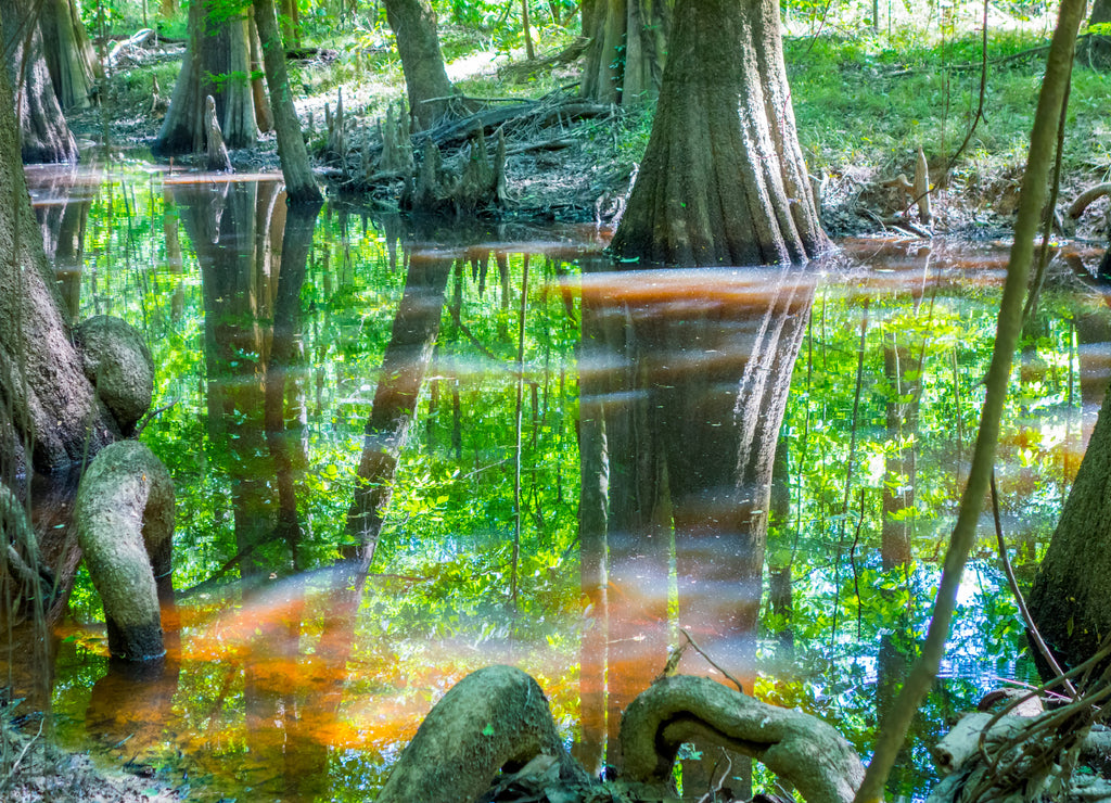 cypress forest and swamp of Congaree National Park in South Carolina