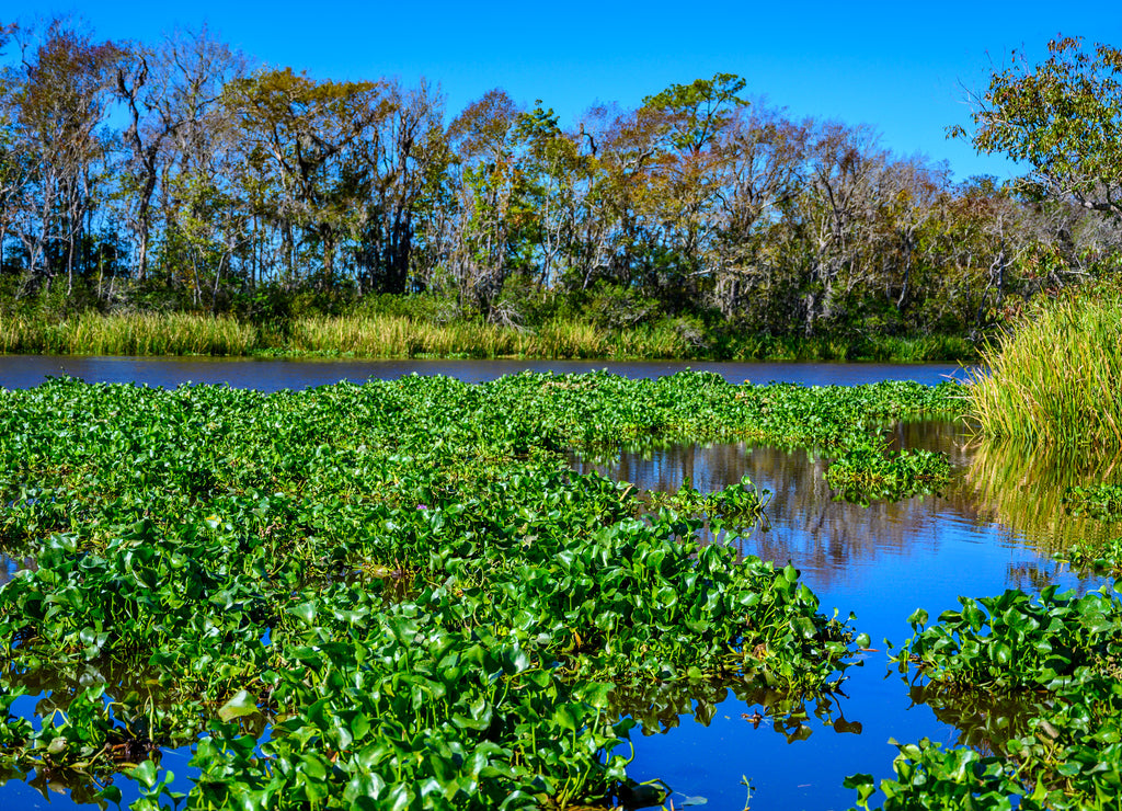 Lowcountry marsh land that was formerly rice fields in South Carolina