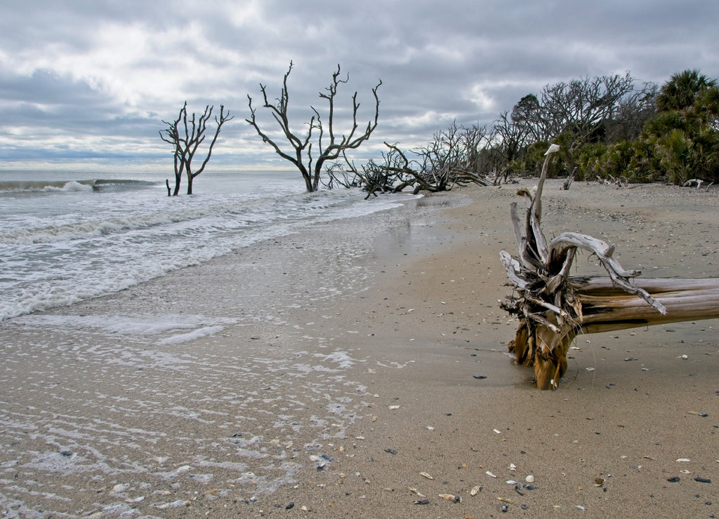 Dead trees in sea in Botany Bay Plantation Heritage Preserve and Wildlife Management Area on Edisto Island in South Carolina USA