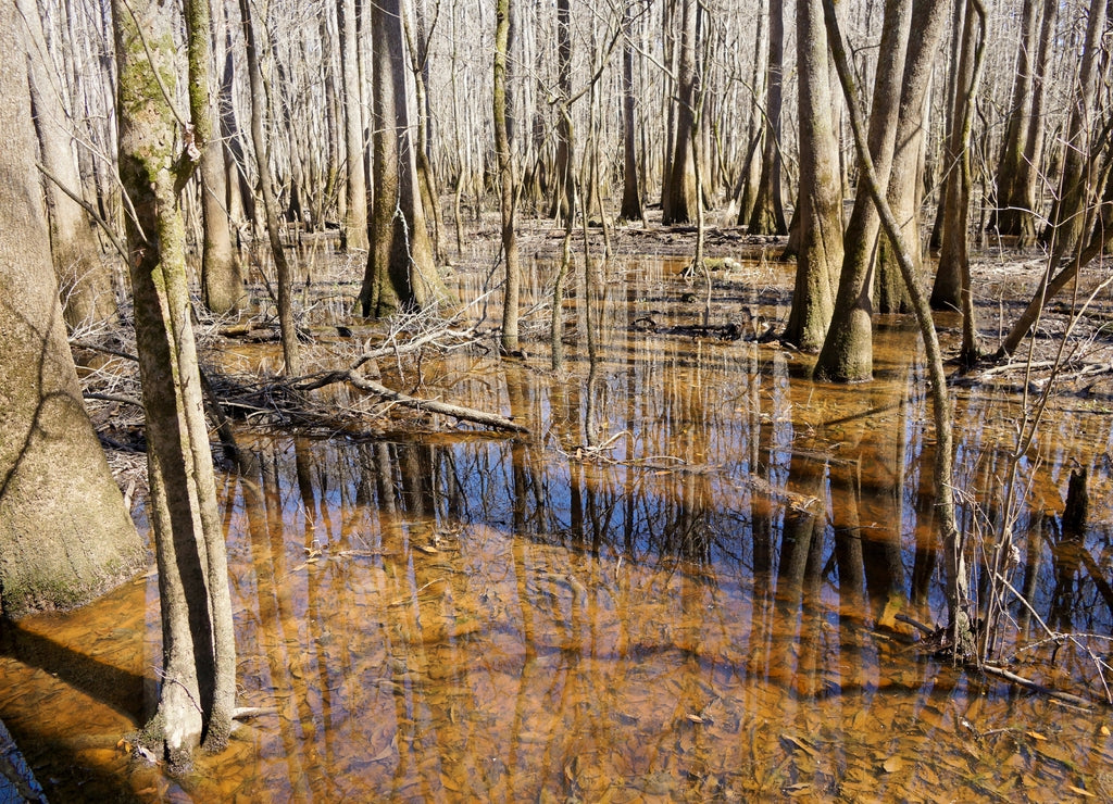 Congaree National Park in South Carolina USA