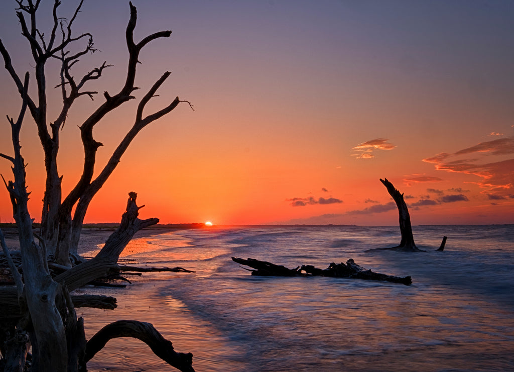 Lonely tree at sunrise. Botany Bay beach, Edisto Island, South Carolina, USA