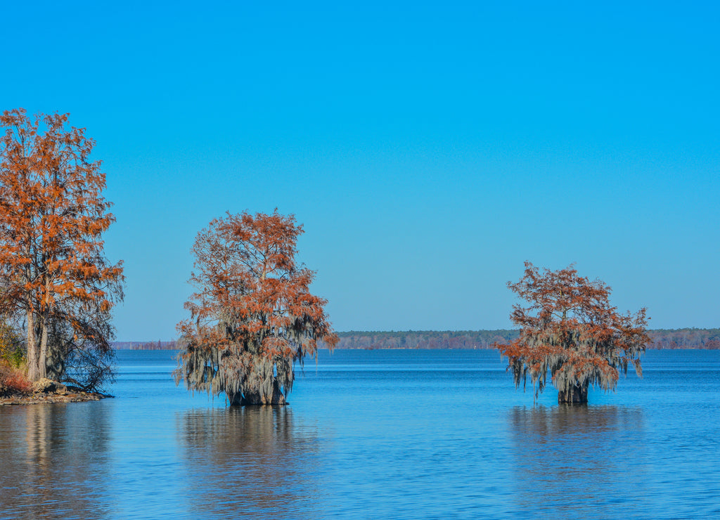 Cypress Trees with Spanish Moss growing on them. In Lake Marion at Santee State Park, Santee, Orangeburg County, South Carolina