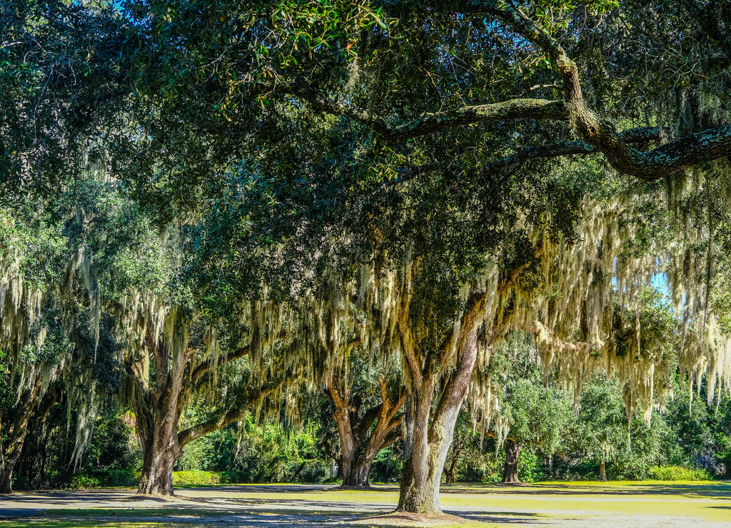 Spanish Moss Hanging from Southern Oak Trees South Carolina