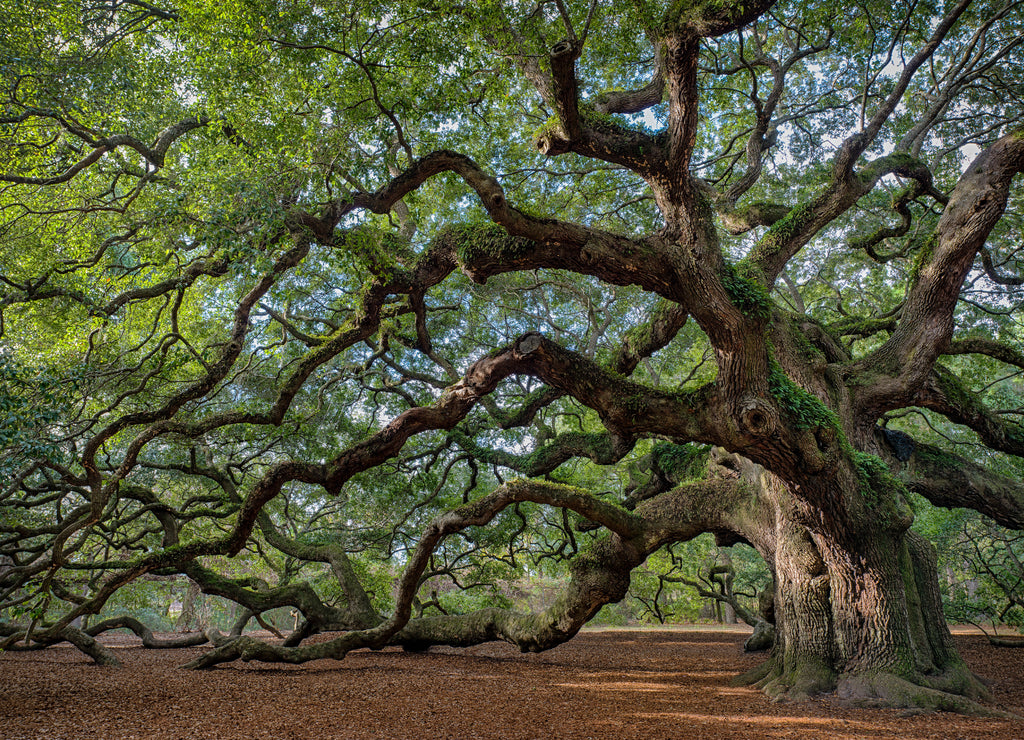 Large southern live oak (Quercus virginiana) near Charleston, South Carolina