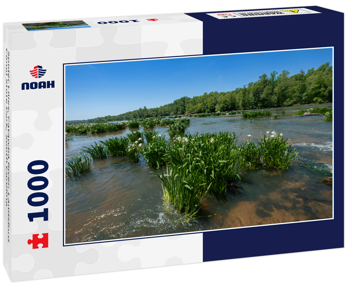 Spider Lilies, Catawba River, Landsford Canal State Park, South Carolina