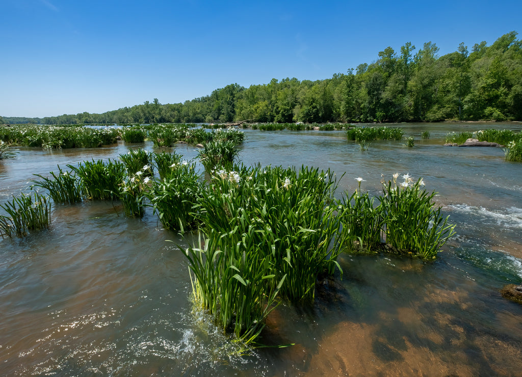Spider Lilies, Catawba River, Landsford Canal State Park, South Carolina