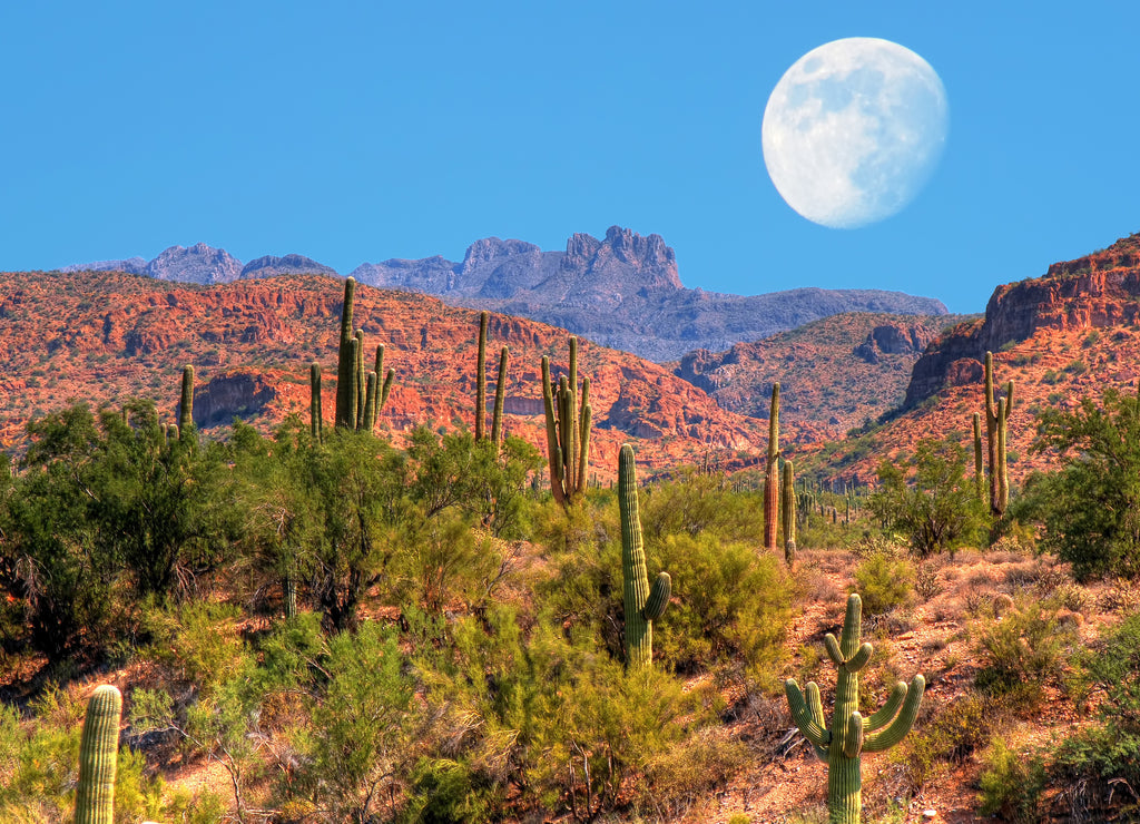 Desert Moon, New Mexico