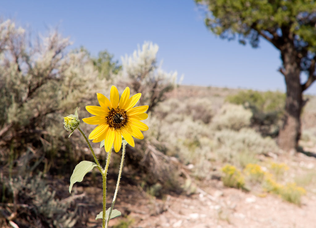 Helianthus Sunflower Sagebrush New Mexico USA