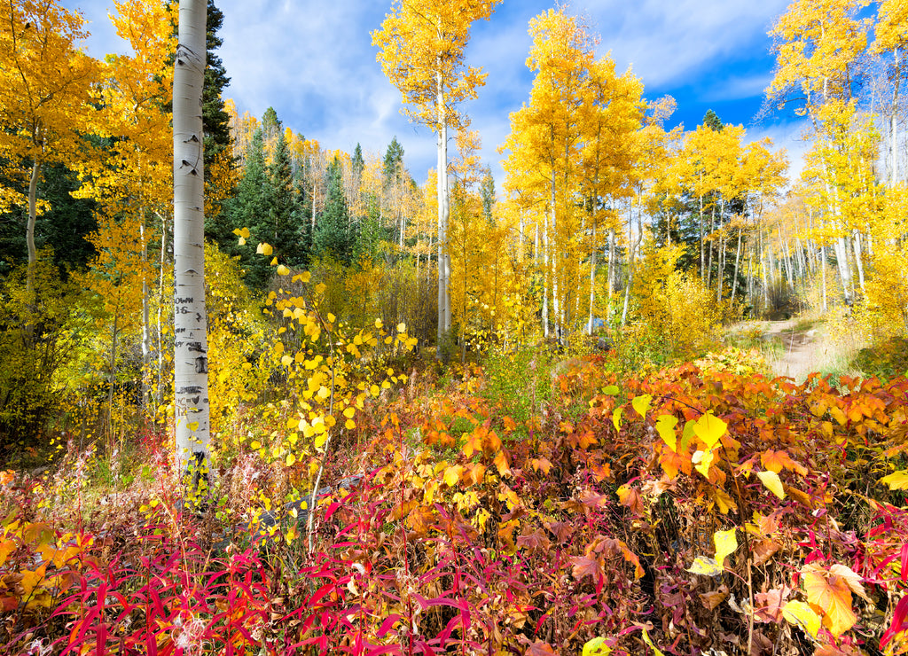 Aspen Forest in New Mexico