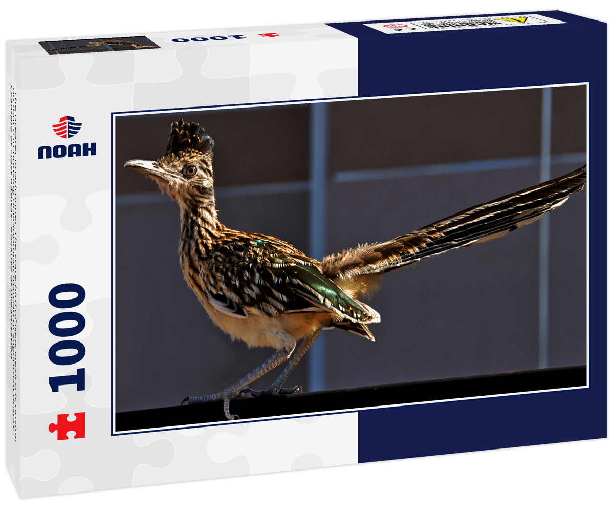 The Greater Roadrunner, the state bird of New Mexico is posing on fence in housing development instead of sagebrush desert. Example of “lost habitat” because of urbanization