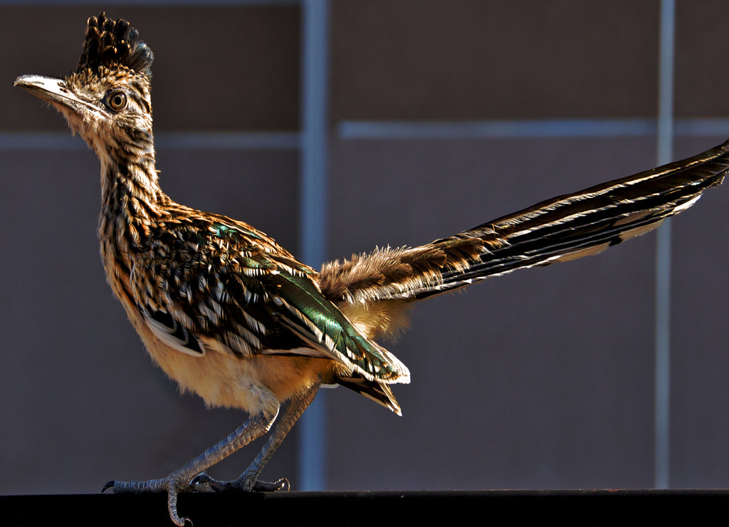 The Greater Roadrunner, the state bird of New Mexico is posing on fence in housing development instead of sagebrush desert. Example of “lost habitat” because of urbanization
