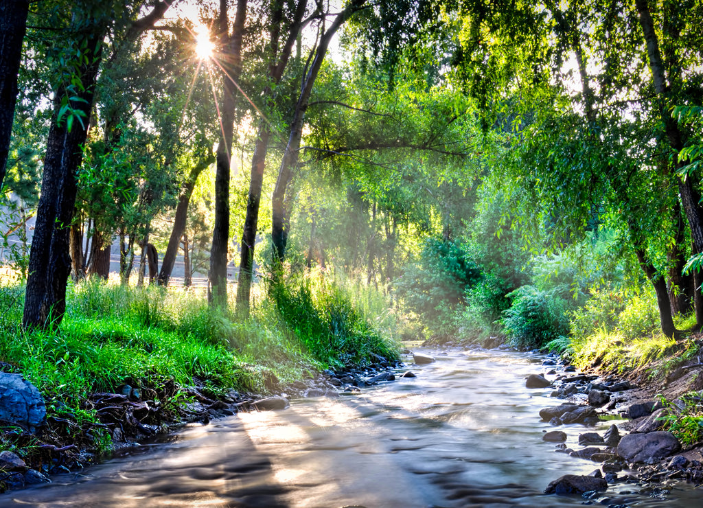 Peaceful Forest Morning: Rio Bonitto, Lincoln National Forest, New Mexico