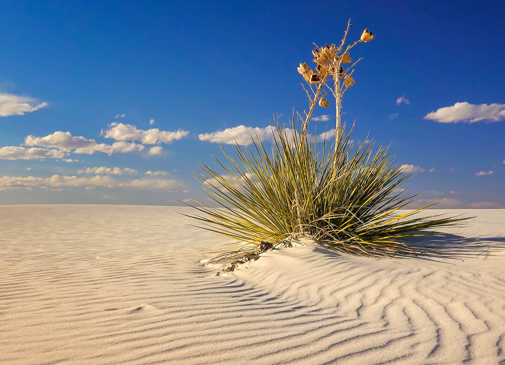 Sand Dune and Yucca at White Sands National Monument, New Mexico