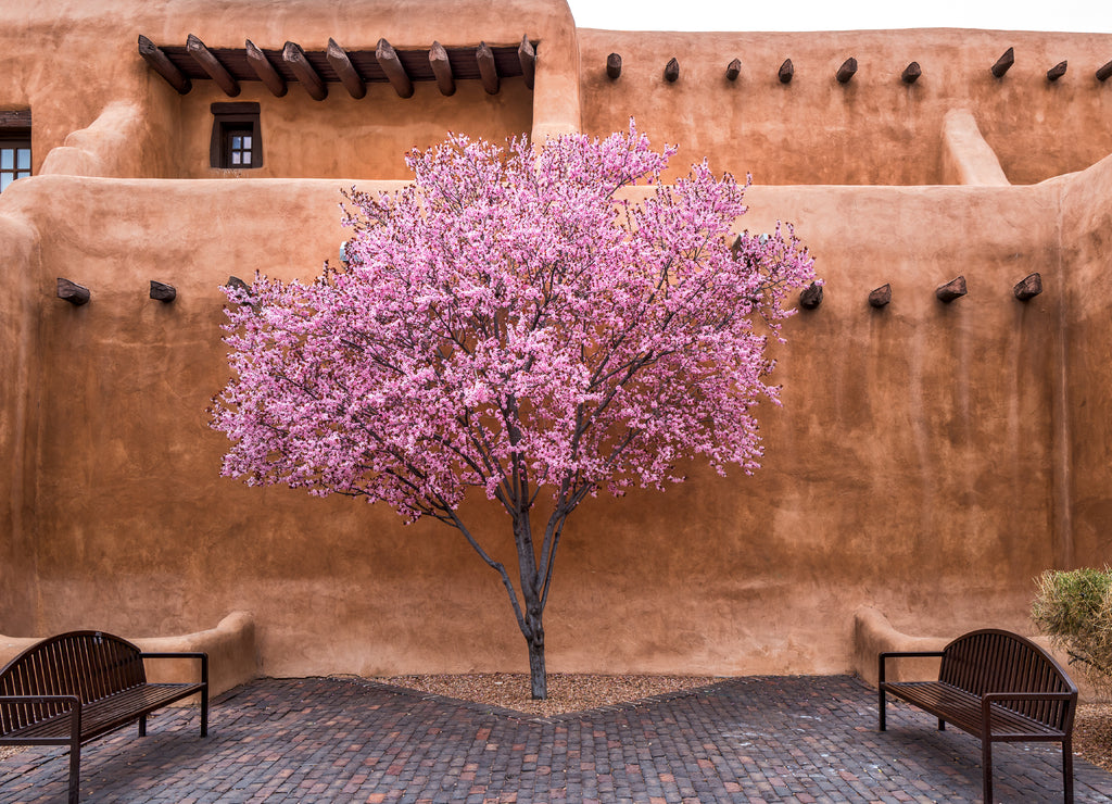 Flowering Tree Downtown Santa Fe, New Mexico