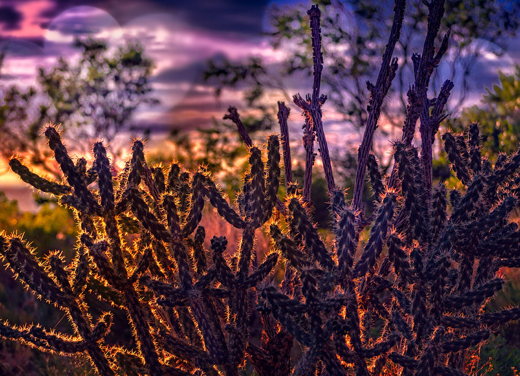 Cactus backlit as the sun sets in the foothills of the Sandis Mountains in Albuquerque, New Mexico