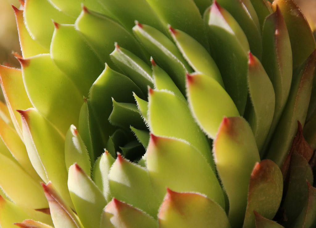 green plant Sempervivum, New Mexico