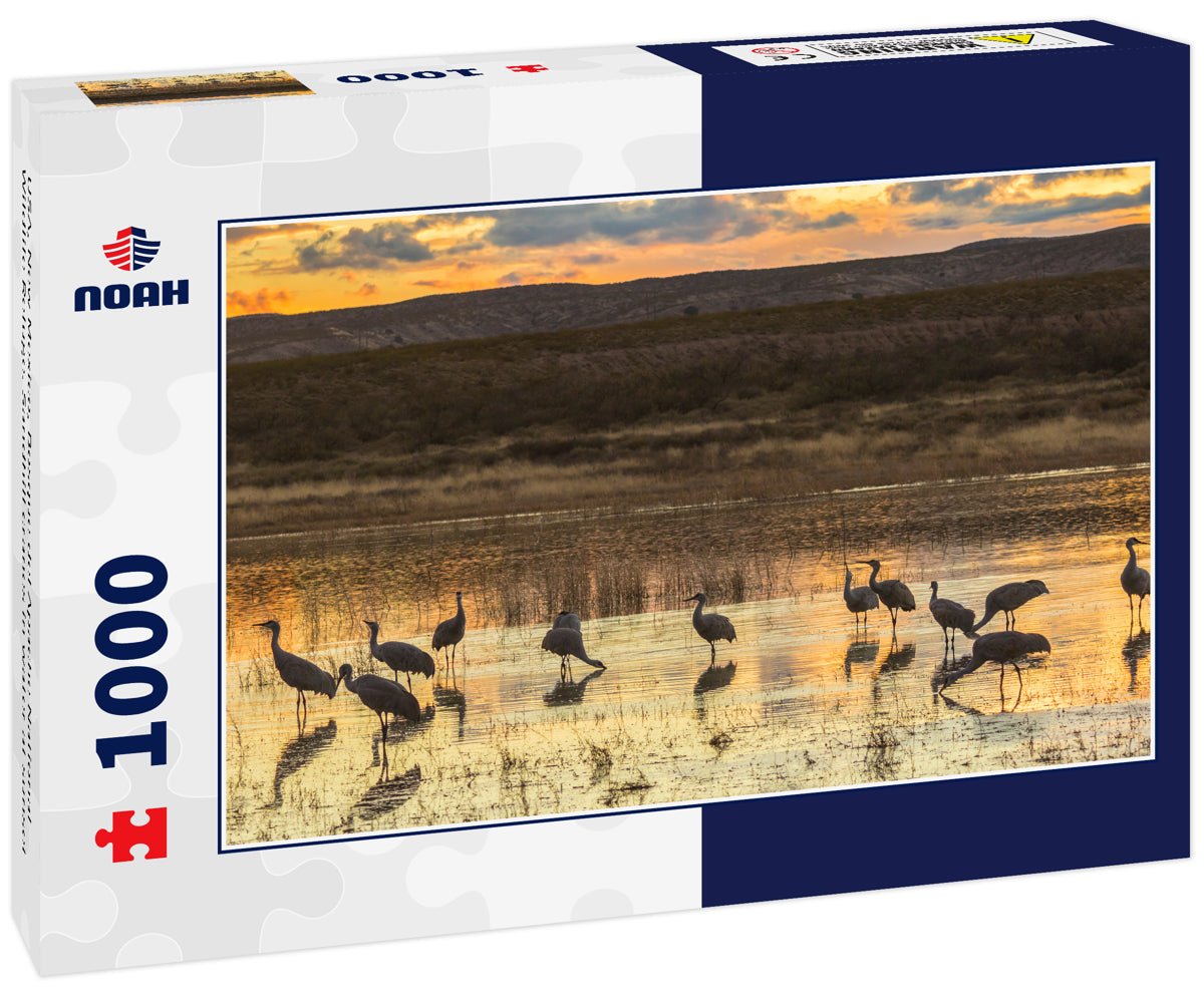 USA, New Mexico, Bosque del Apache National Wildlife Refuge. Sandhill cranes in water at sunset