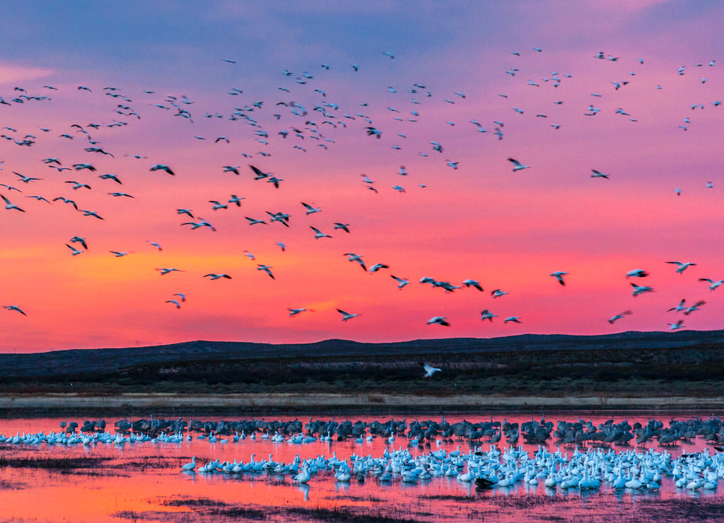 USA, New Mexico, Bosque Del Apache National Wildlife Refuge. Snow geese at sunset