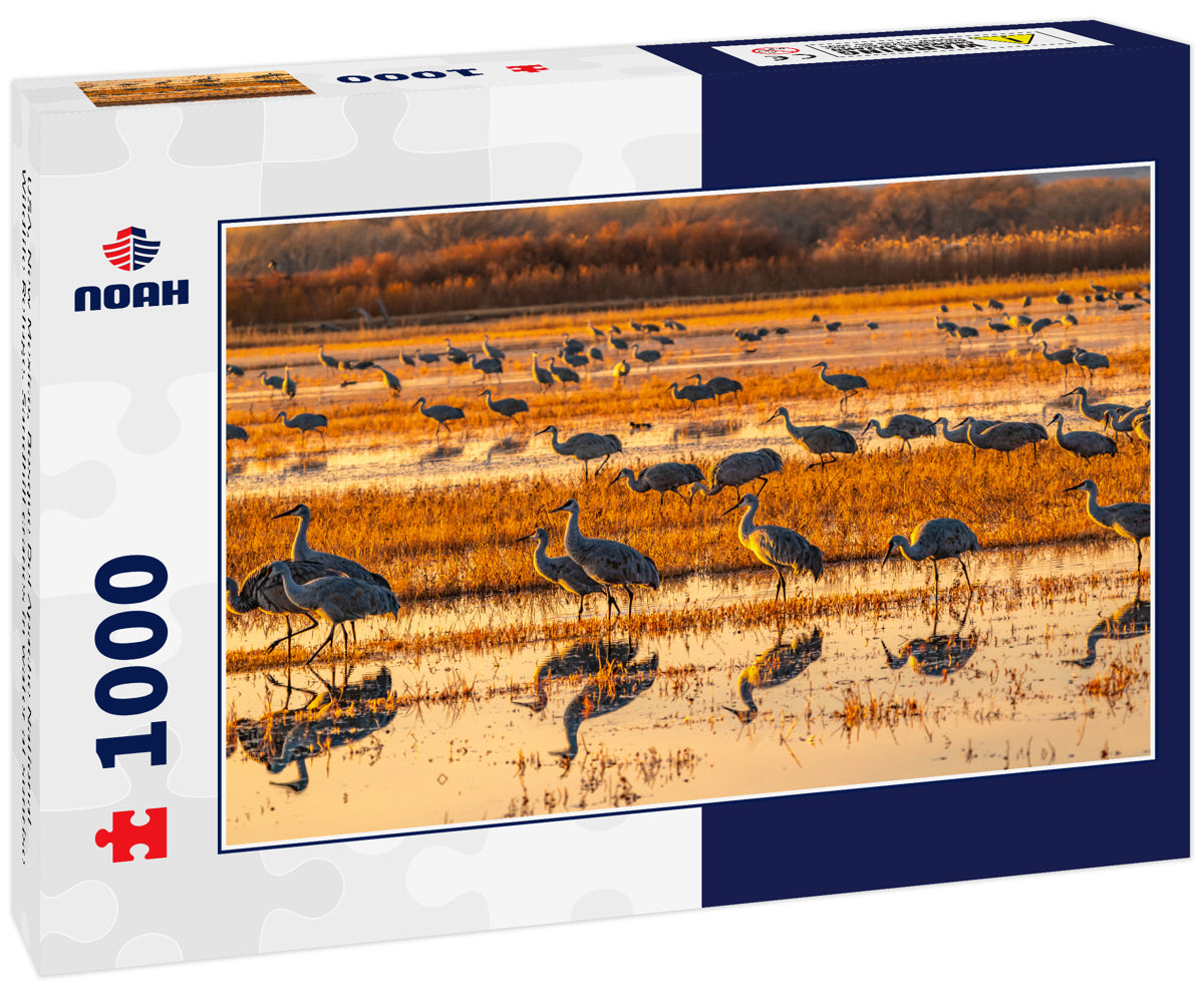 USA, New Mexico, Bosque Del Apache National Wildlife Refuge. Sandhill cranes in water at sunrise