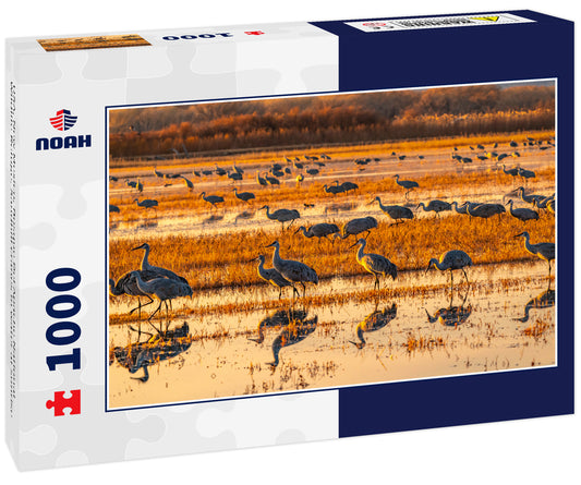 USA, New Mexico, Bosque Del Apache National Wildlife Refuge. Sandhill cranes in water at sunrise