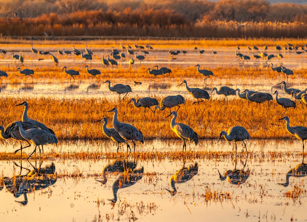 USA, New Mexico, Bosque Del Apache National Wildlife Refuge. Sandhill cranes in water at sunrise
