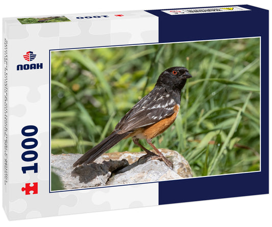 Spotted towhee on rock near Capulin Spring, Sandia Mountains, New Mexico