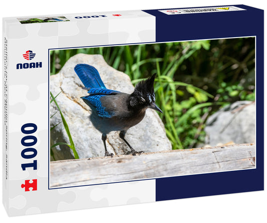 Steller's jay at Capulin Spring, Sandia Mountains, New Mexico