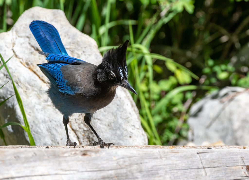 Steller's jay at Capulin Spring, Sandia Mountains, New Mexico