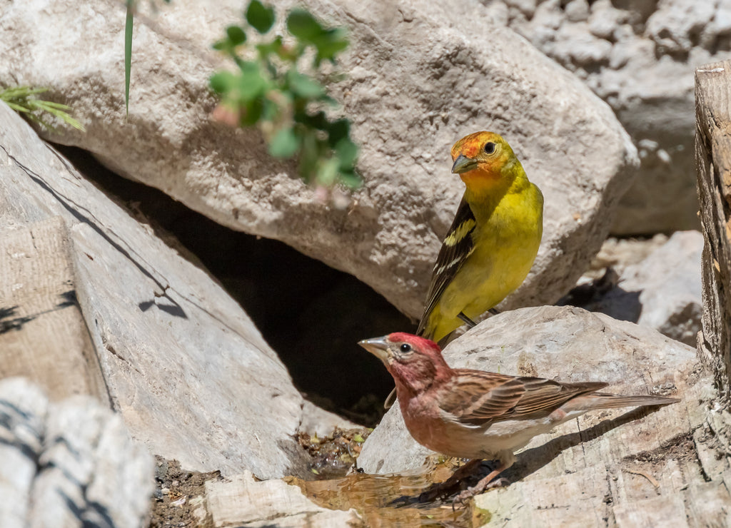 Western tanager and Cassin's finch at Capulin Spring in Sandia Mountains, New Mexico