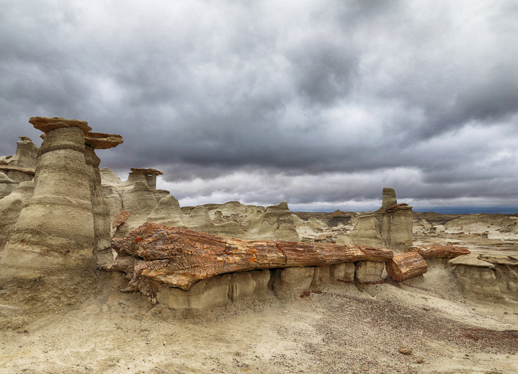 Bisti badlands ,petrified wood, New Mexico, USA