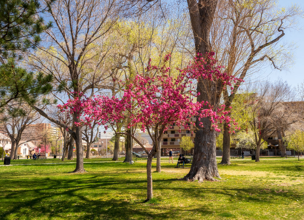 Cherry blossom tree in Robinson Park, Albuquerque, New Mexico